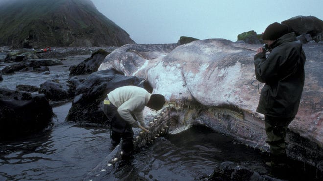 sperm whale.jpeg